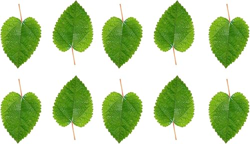 Awesome Aquatic Hojas de camarón de morera, alimento botánico natural, alimento orgánico, pescado de acuario, terrario de camarones, alto contenido