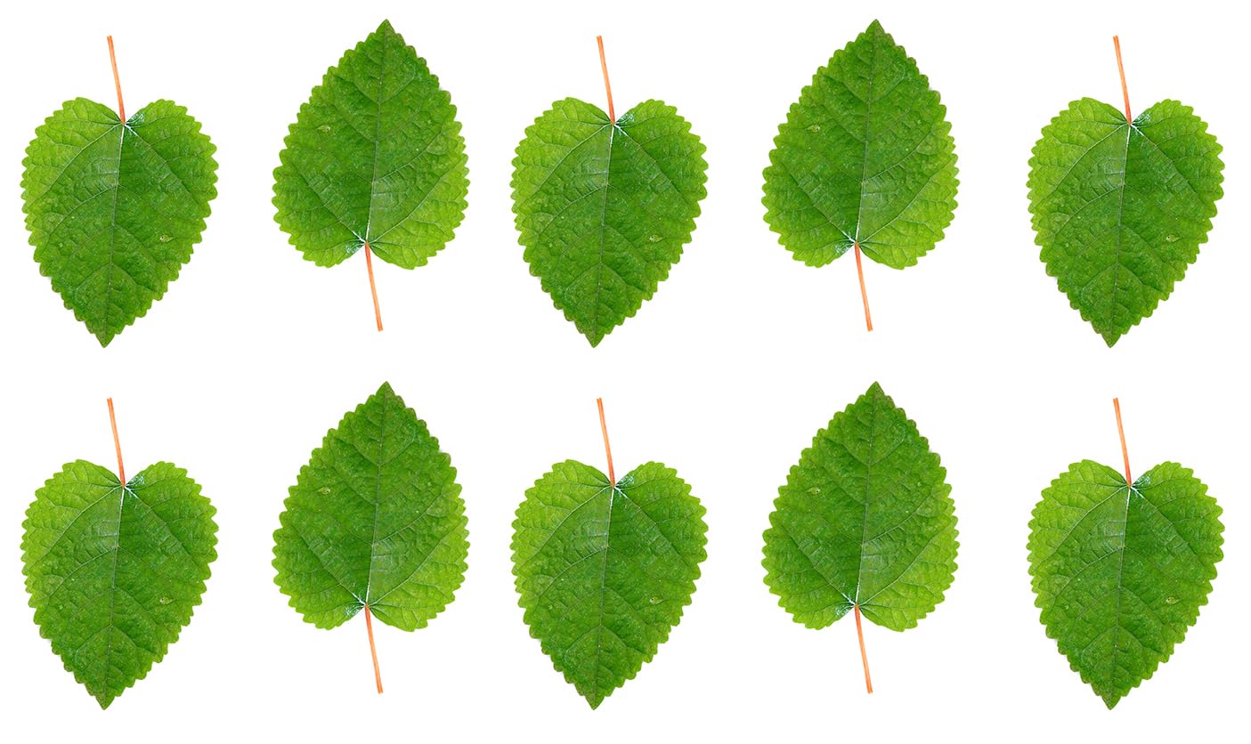 Awesome Aquatic Mulberry Shrimp Leaves Natural Botanical Leaf Food Organic Treat Aquarium Fish Shrimp Terrarium High Protein Vitamin Mineral Fiber Healthy Habitat Environment (Mulberry 10 pk)