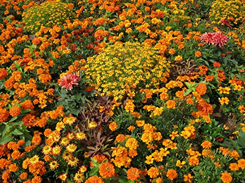 Tagetes tenuifolia Golden and Orange Gem 100 Seeds - 2 Colours in The Mix