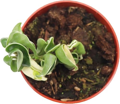 Miniatura 2 de Cuerda Hindú Hoya Abigarrada - 4" de California Tropicals