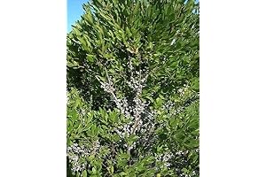 Green Wax Myrtle Plant Seeds Generic