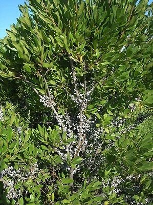 New Fresh 25pcs Green Wax Myrtle Plant Seeds Generic