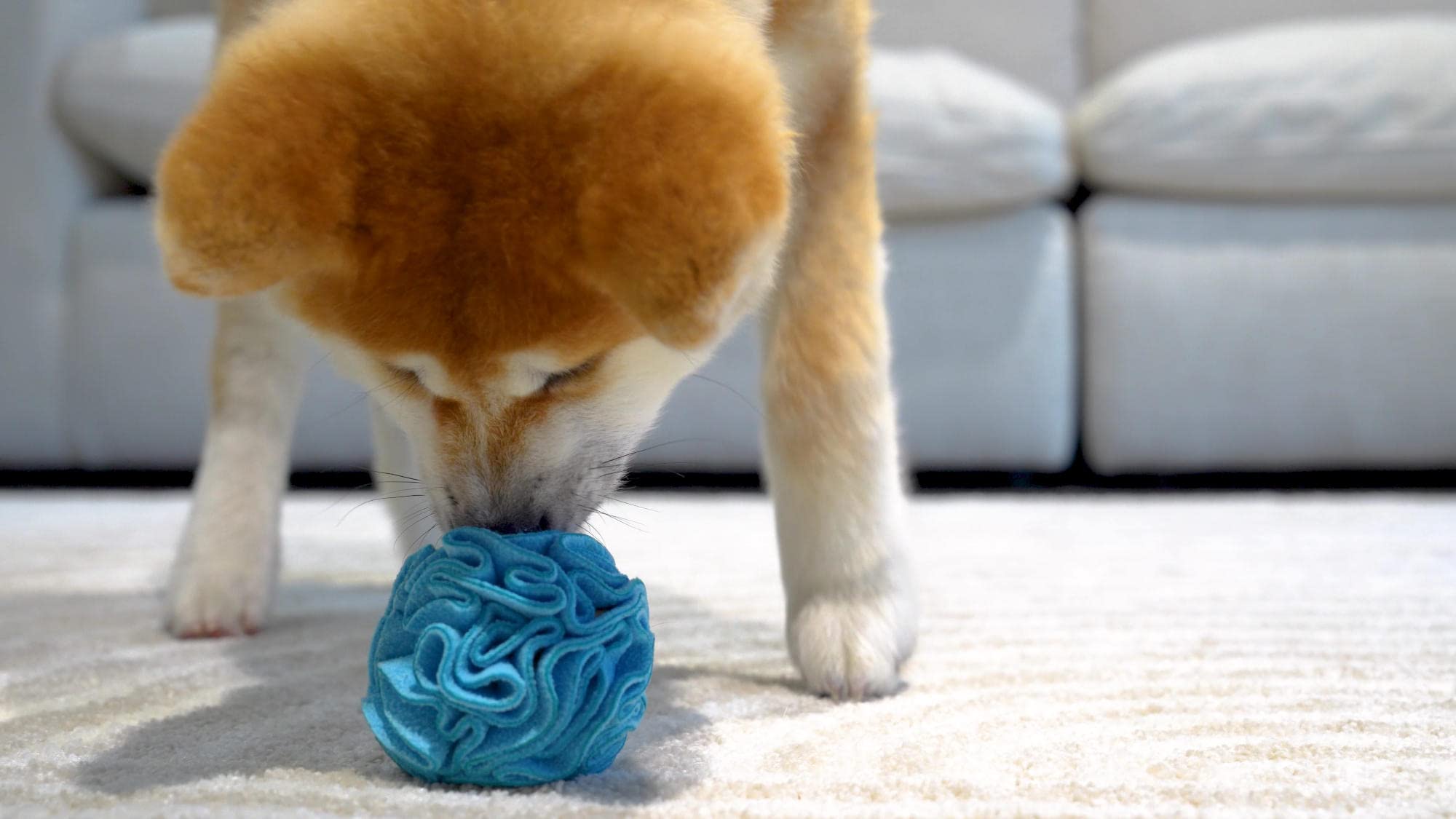 Glory To Dog Schnüffelspielzeug, Interaktives Hunde Spielzeug, Beschäftigung für Welpen und kleine Rassen, Futtersuche, Blau
