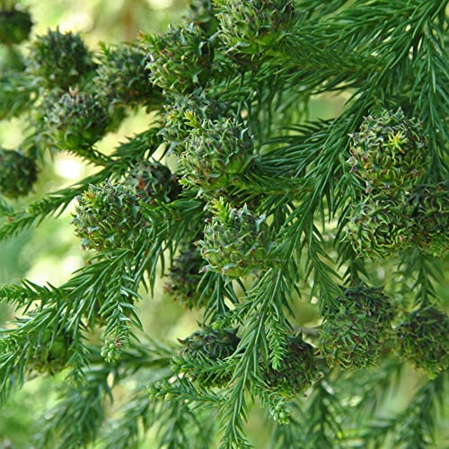 Cryptomeria Japonica Seeds Japanese Cedar Easy To Grow & Care Evergreen Showy Cottage Garden Courtyard Outdoor 50Pcs Tree Seeds By Yegaol Garden #TOP2
