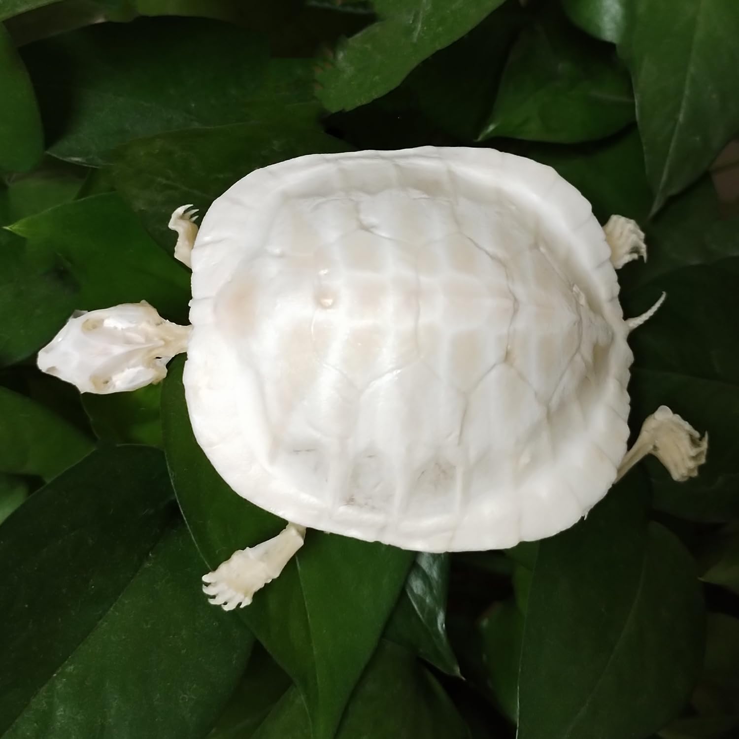 Natural Tortoise Skeleton, Complete Real Animal Bone, Specimen Collection for Home Decoration Special Gifts (White Turtle Shell)