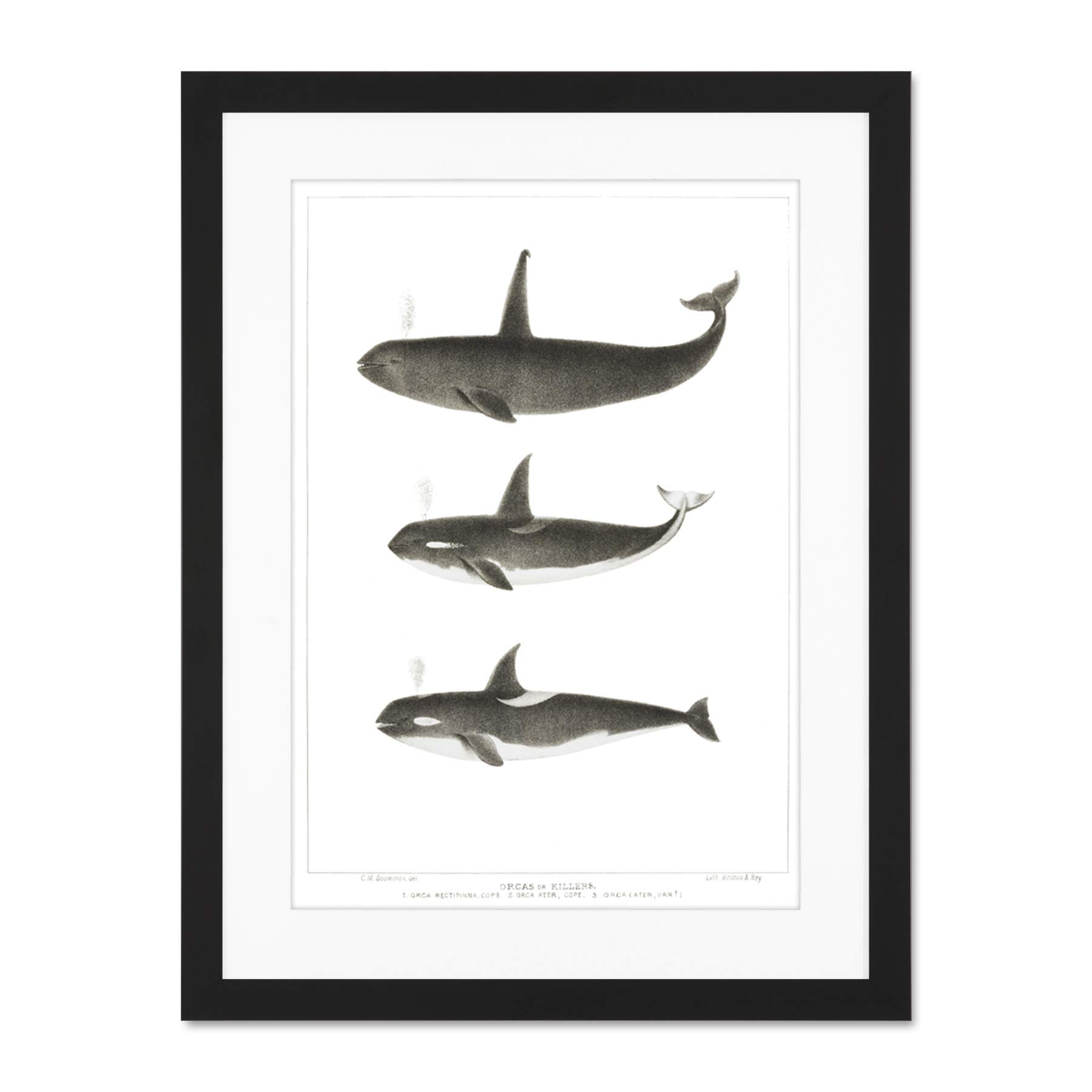 Wee Blue Coo Orca Killer Whales Large Framed Art Print Wall Poster 18x24 inch