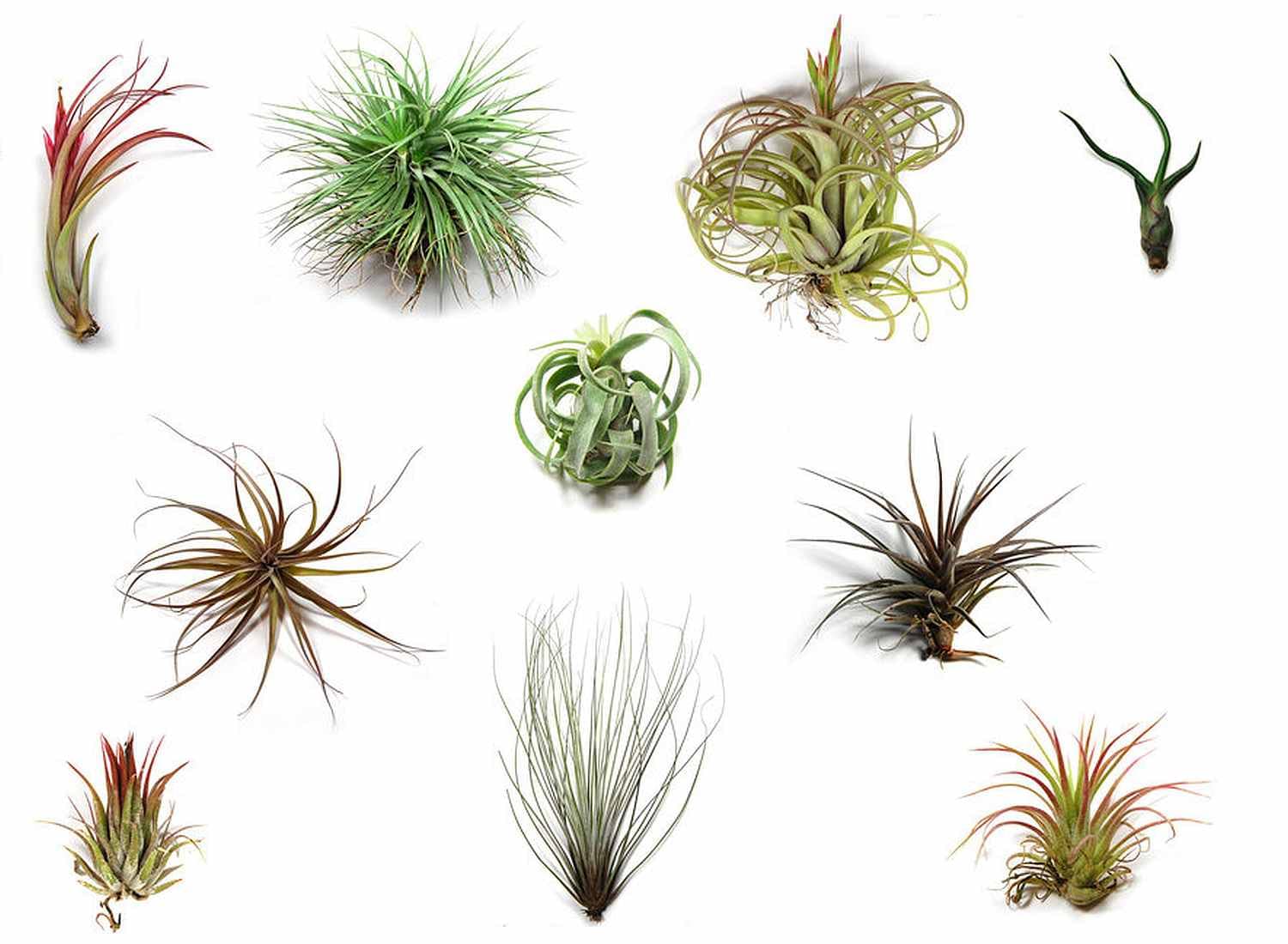 4X Different Tillandsia Air Plant Mix - Air Plants Perfect Plants for, Indoor Plants, Office Plant, Bathroom Plants, House Plants, Vivariums and Terrariums (not Toxic)