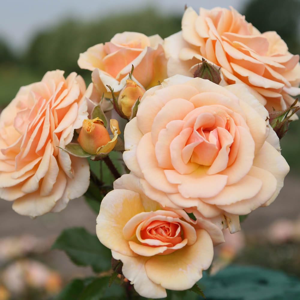 YouGarden Rose 'Sweet Honey', Established Plant in 4L Pot, Ready to Plant