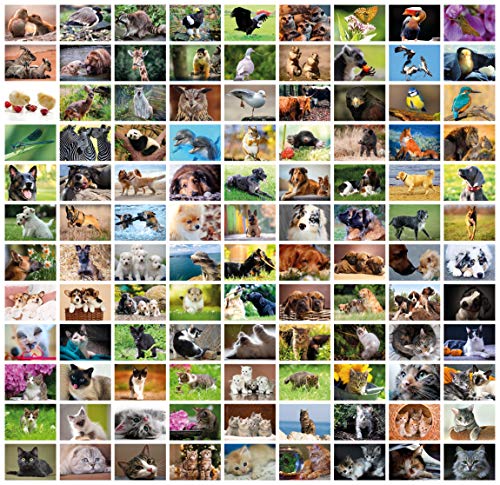 Clever Pool Postkarten Animales I con divertidos y dulces animales I para Postcrossing y coleccionistas I diferentes motivos expresivos, 108 Postkarten Tiere