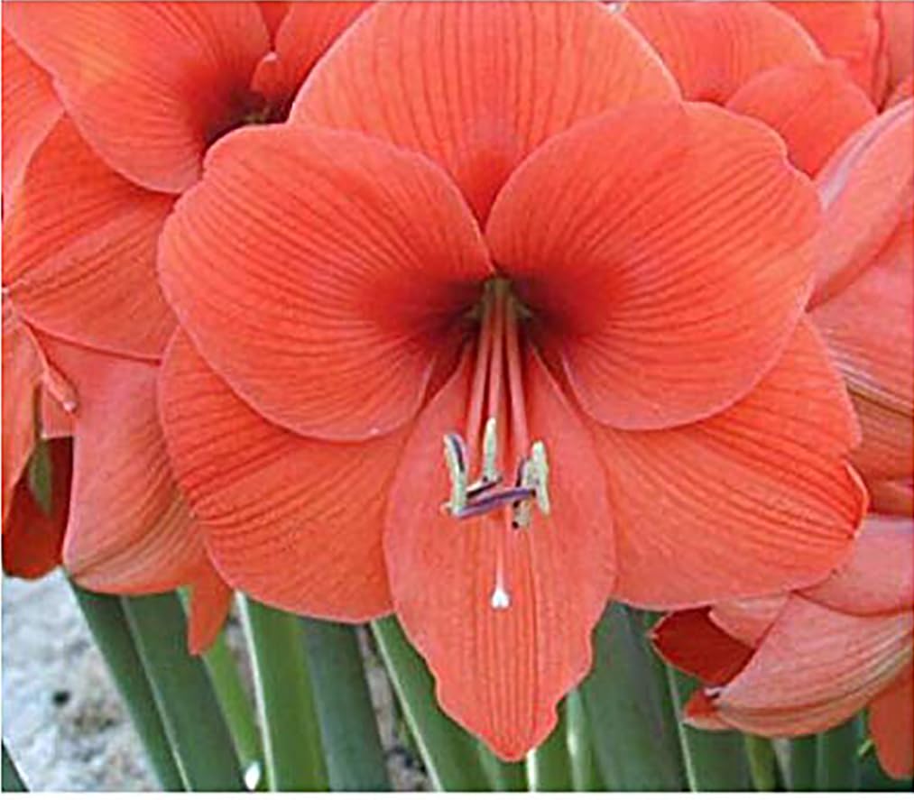 Desire Amaryllis – Orange Bare Root Bulb – 16-24" Tall – 2-3 Stems – Vibrant Indoor & Outdoor Planting – Easy to Grow Amaryllis Bulb