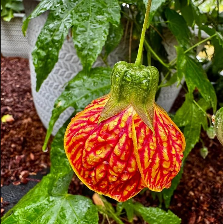 Abutilon Red Tiger Plug Plant Perennial
