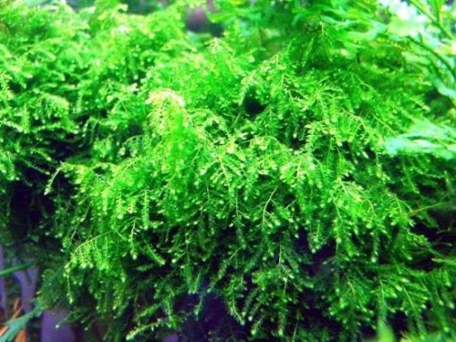 1 Portion Weeping Moos, 5x7 cm, Garnelen Moose