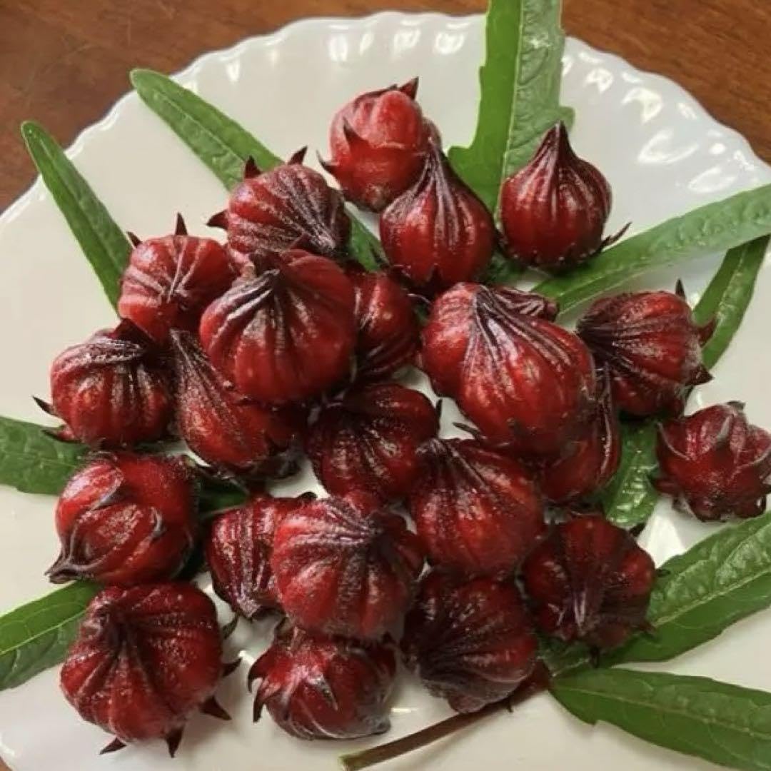 Amazon.co.jp: ローゼル 種120粒 (各60粒) 赤2種類(花はクリーム