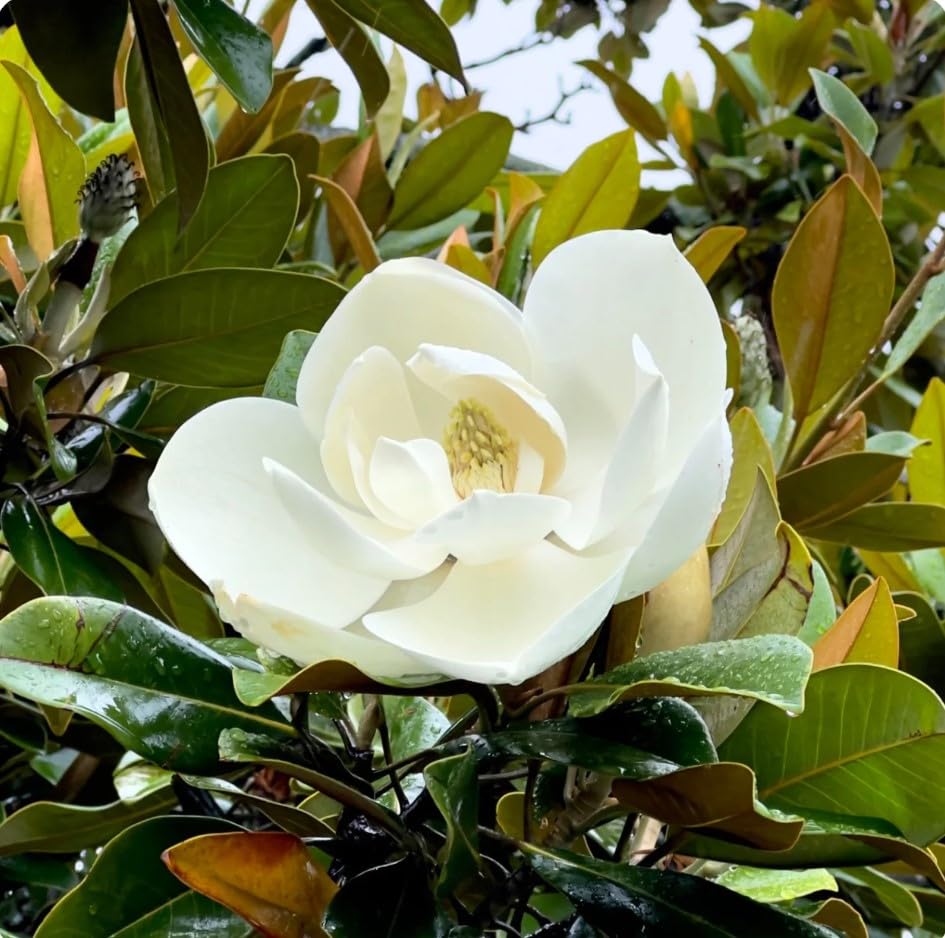1 Sweetbay Magnolia Tree, Live Plant 8 to 15 Inches Tall in Quart Pot, White Flower Magnolia Tree, Sweetbay Magnolia Tree Live Plant, No Ship to CA
