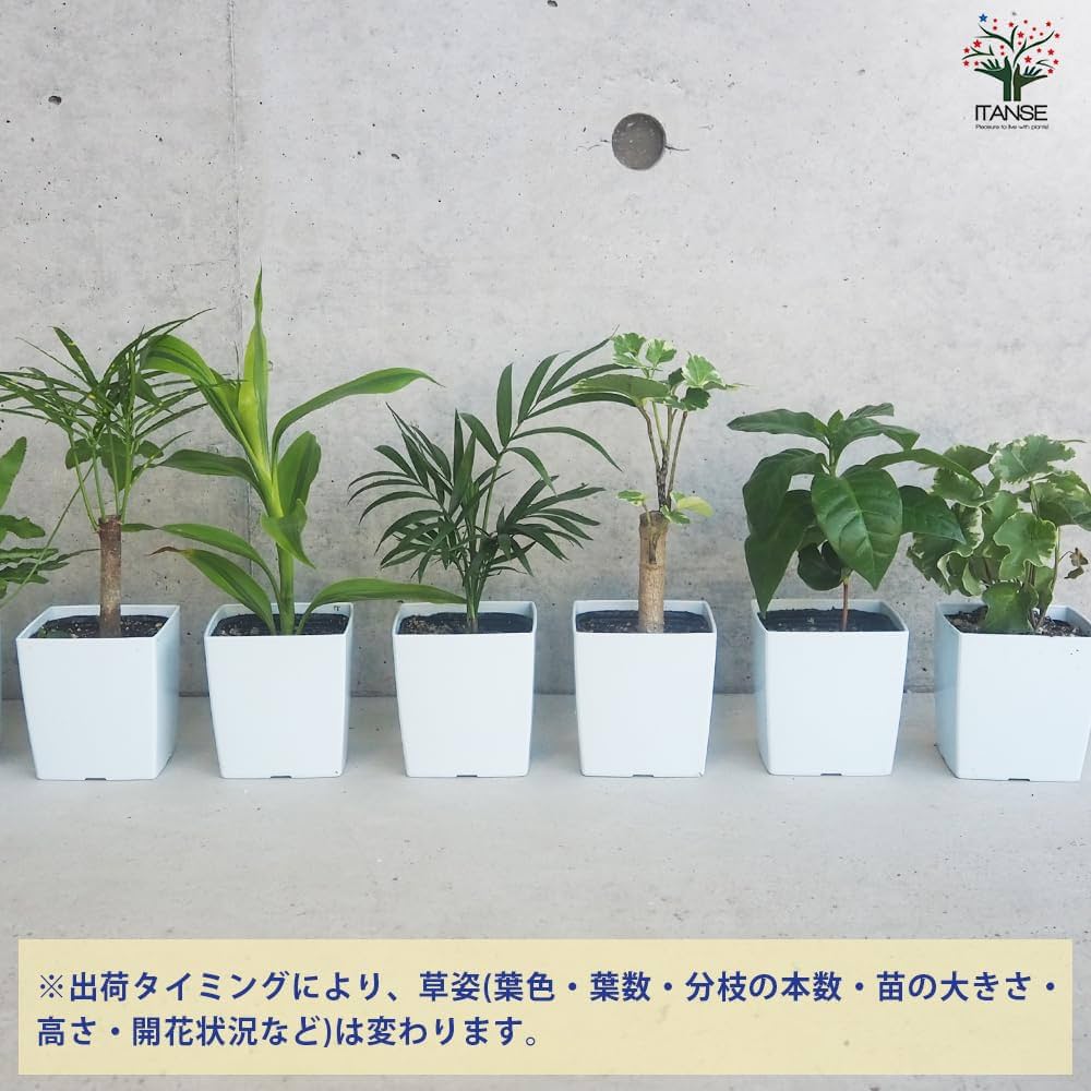 観葉植物 150株以上まとめ売り 東京優芳園|観葉植物 観葉植物 150株以上まとめ売り 東京優芳園|観葉植物