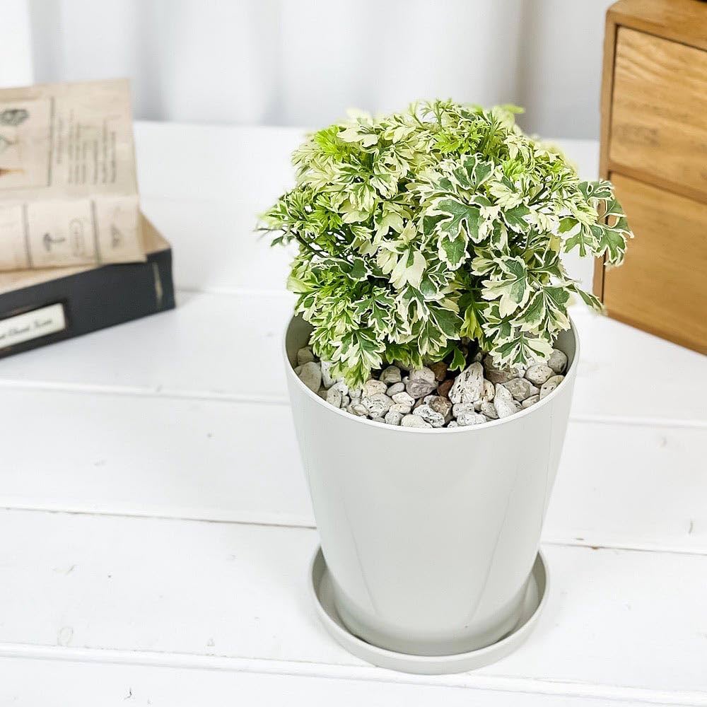 Amazon｜PLANCHU 観葉植物 ポリシャス スノープリンセス 4号鉢