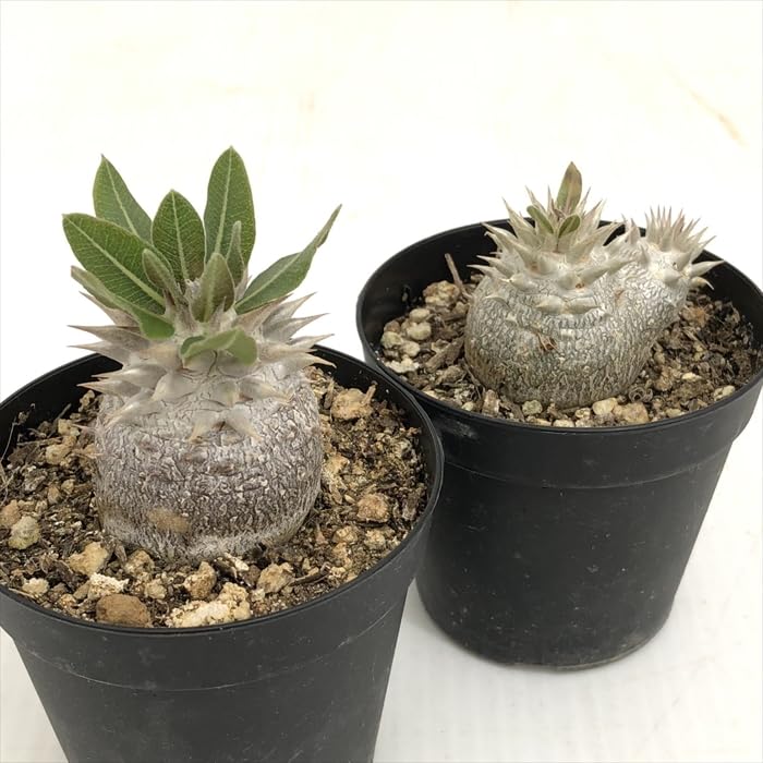 Amazon｜多肉植物 caパキポディウム 恵比寿大黒 実生 7.5cmポット 多肉