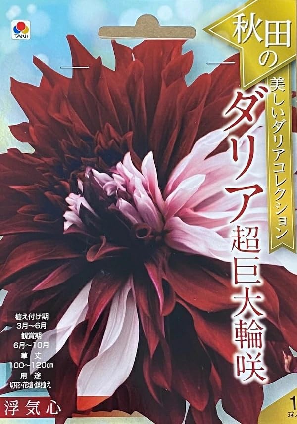 Amazon.co.jp: 【花球根】秋田の美しいダリアコレクション ダリア超