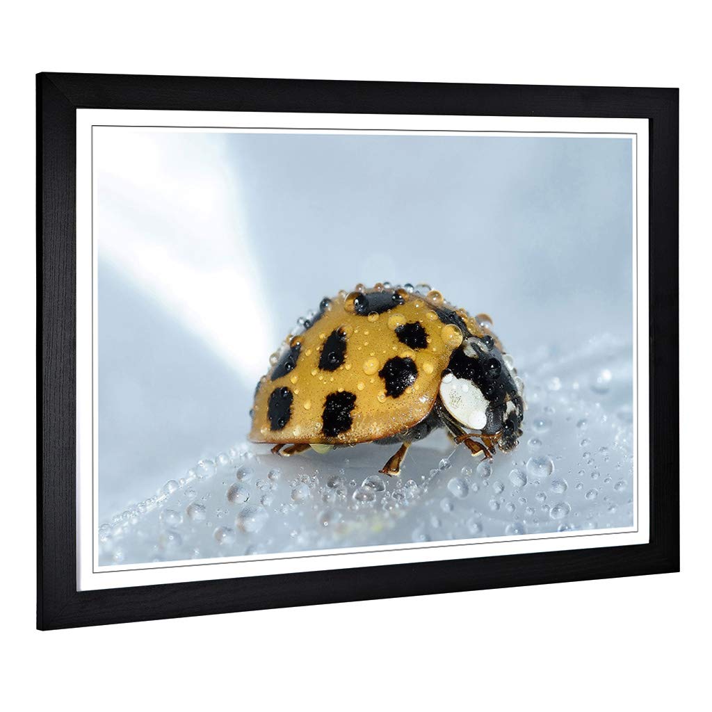 Big Box Art Framed Print of Yellow Ladybird Design | Wall Art Picture | Home Decor for Kitchen, Living, Dining Room, Lounge, Bedroom, Hallway, Office, Black, A2 / 24.5x18 Inch / 62x45cm