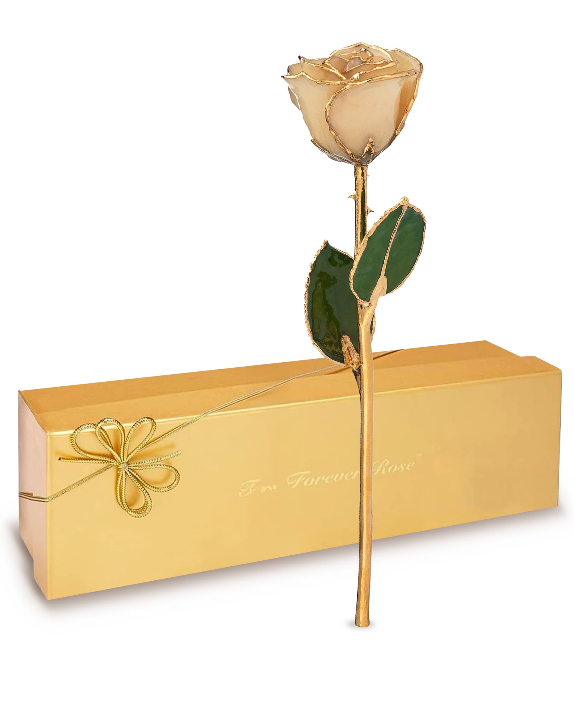 Amazon｜Forever Rose 本物のホワイトローズ 本物のユニークなローズ