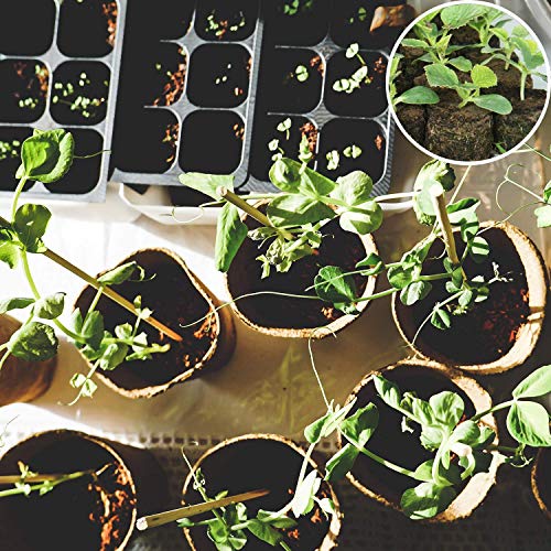 Zeedix 100 Pcs 30Mm Peat Pellets Seed Starter Soil Pods Plugs For Vegetable, Seedling Soil Block Compressed Peat Nutrient Seed Pods For Planting Easy Transplant With 100 Plant Labels & 2 Garden Tools #TOP4