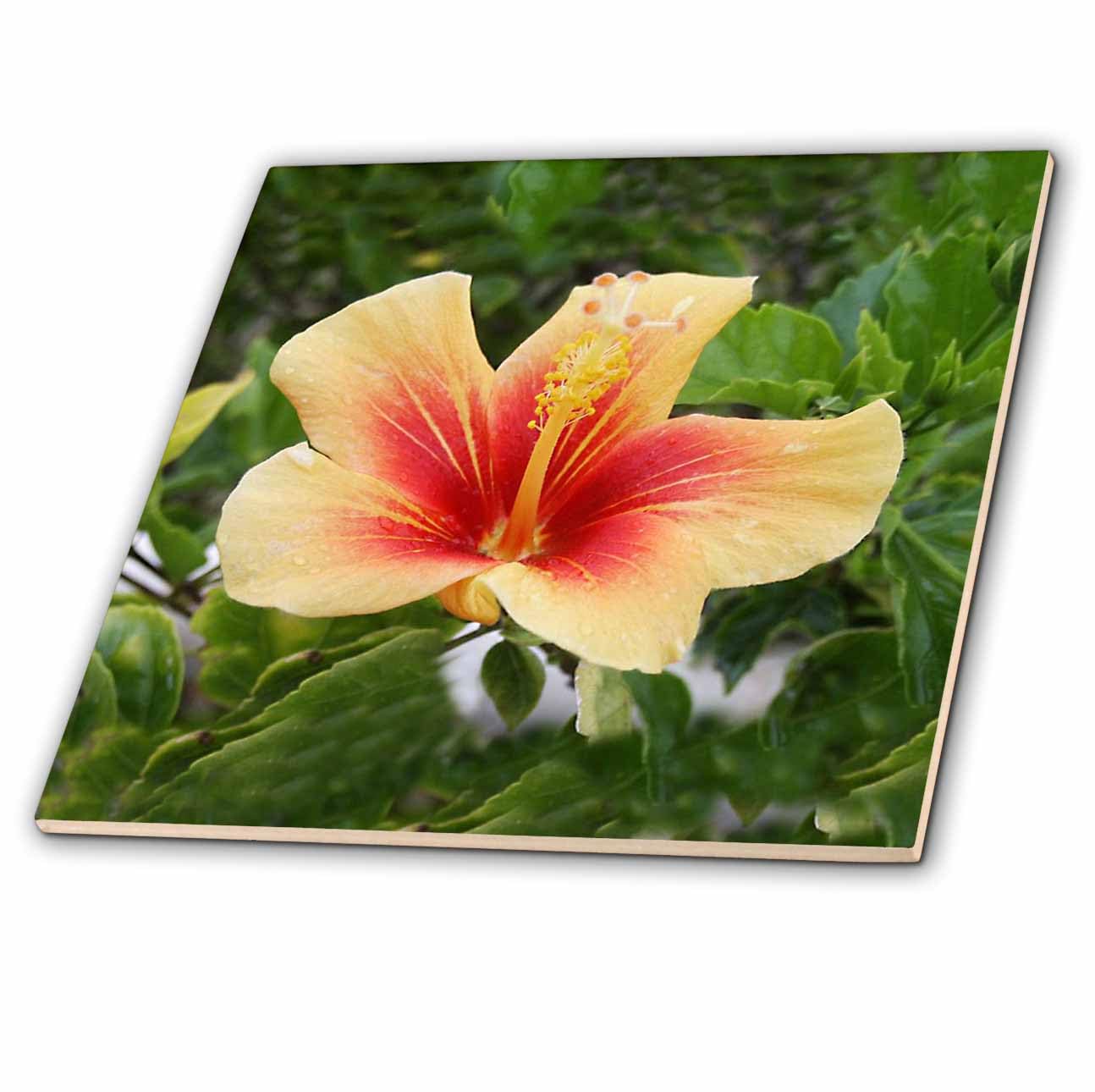 Amazon.co.jp: 3dRose(3dローズ) 花 赤と黄色のハイビスカス