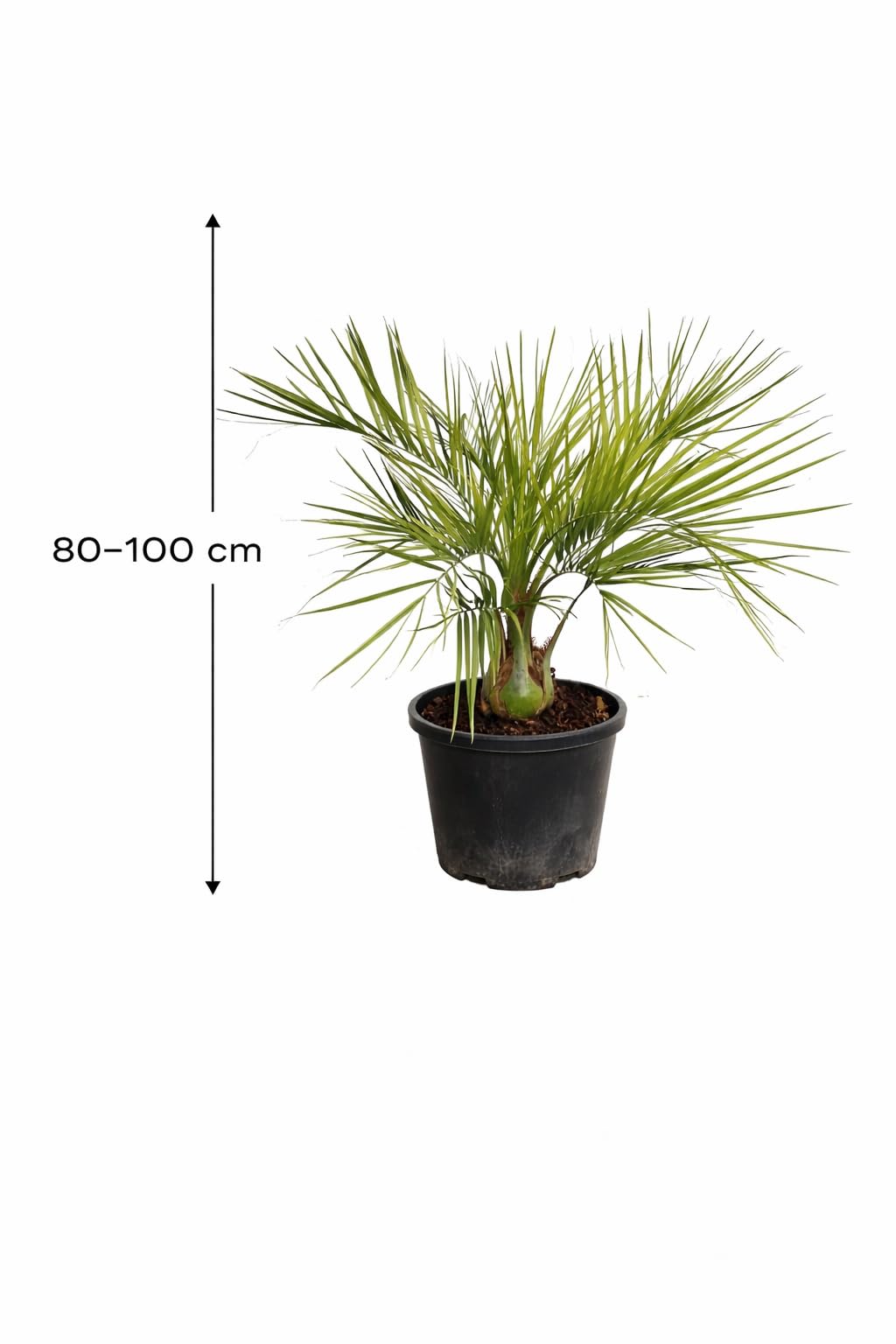 Zwykła palma galaretkowa 100-120 cm – Butia capitata – mrozoodporna palma do ogrodu i na taras – dekoracyjna roślina doniczkowa o egzotycznym charakterze