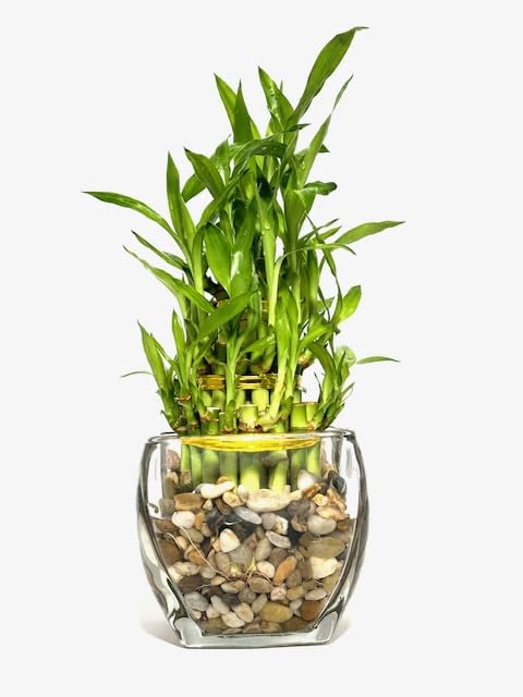 mini snake plant Snake Plant Laurentii with Planter - Large (22-24" tall) Sand Planter