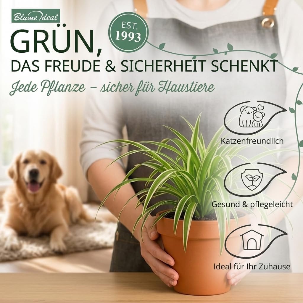 “Katzenliebhaber” Pflanzenset + 5x Zinktopf | 5er-Set | Katzengras, Bergpalme, Areca, Grünlilie, Calathea | ca. 30-50 cm | Ø 12-15 cm Topf | Pflegeleichte Zimmerpflanzen für Wohnung und Büro