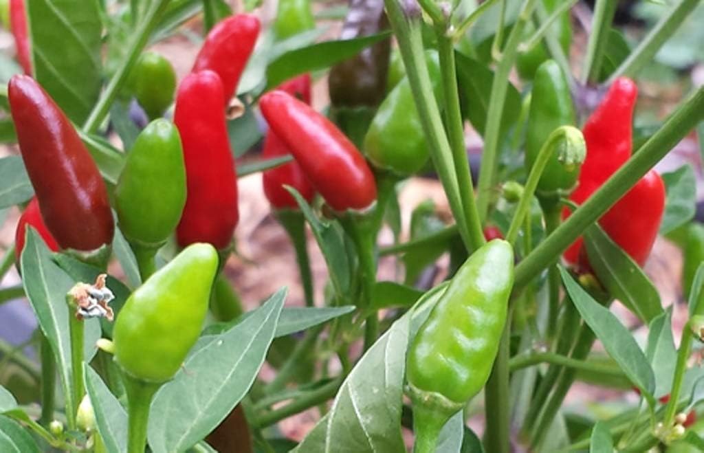 10 Seeds Zimbabwe Birds Eye Chili Seeds (Capsicum Annum) Very Hot, Heirloom Chile Pepper
