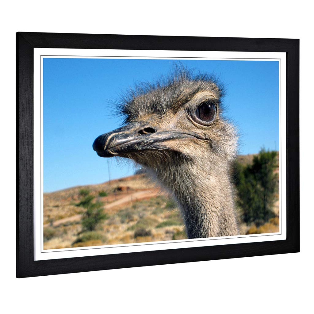 Big Box Art Framed Print of Ostrich (2) Design | Wall Art Picture | Home Decor for Kitchen, Living, Dining Room, Lounge, Bedroom, Hallway, Office, Black, A2 / 24.5x18 Inch / 62x45cm