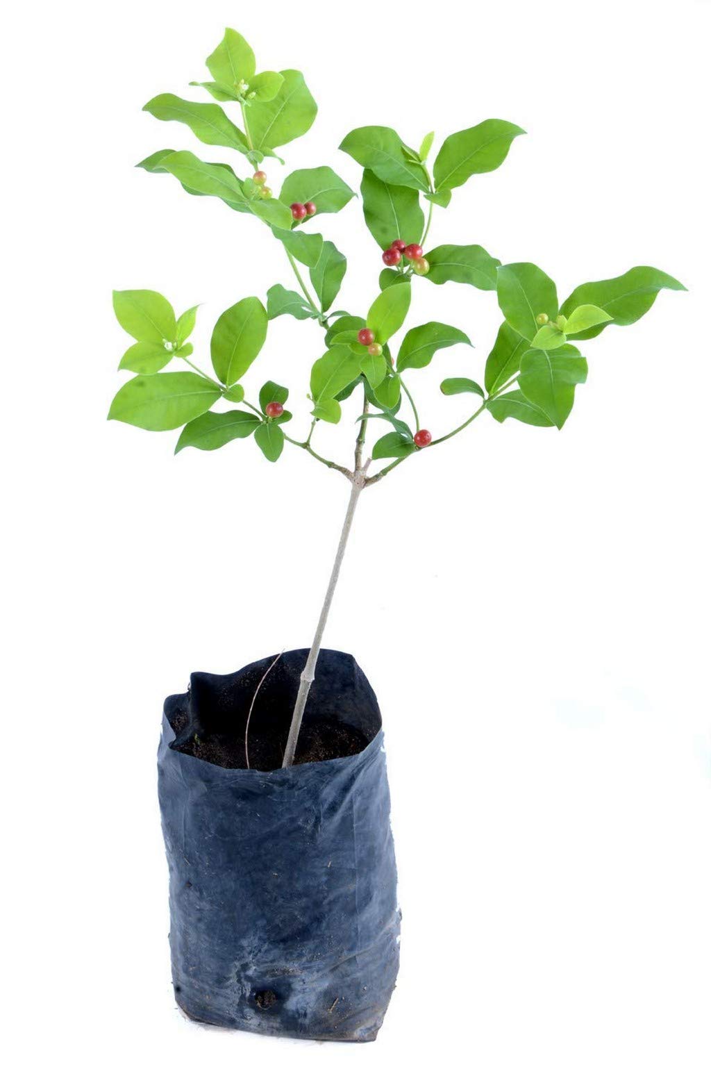 See full amazon price history chart for Creative Farmer Live Plant Sarpagandha-Rauwolfia Serpentina-Live Sarpagandhi (Rauvolfia Serpentina) Herbal Plants (1 Healthy Live Herb/Medicinal/Ornamental Plant) D Creative Farmer Live Plant Sarpagandha-Rauwolfia Serpentina-Live Sarpagandhi (Rauvolfia Serpentina) Herbal Plants (1 Healthy Live Herb/Medicinal/Ornamental Plant) D (B08QCHKNMP) Amazon Price History, Amazon Price Tracker