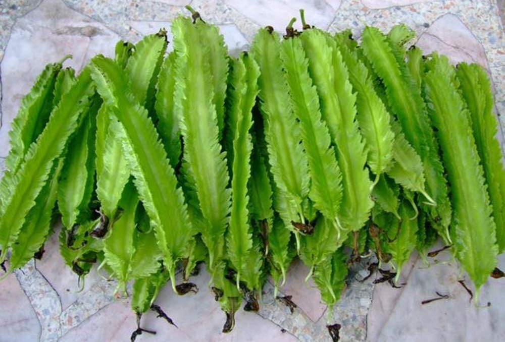 40++ Seeds Thai Organic Dragon Beans, Wing Beans Seeds, Herb Seeds.