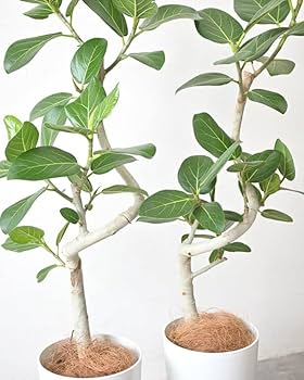 Amazon｜観葉植物 本物 ベンガルボダイジュ（フィカス・ベンガレンシス