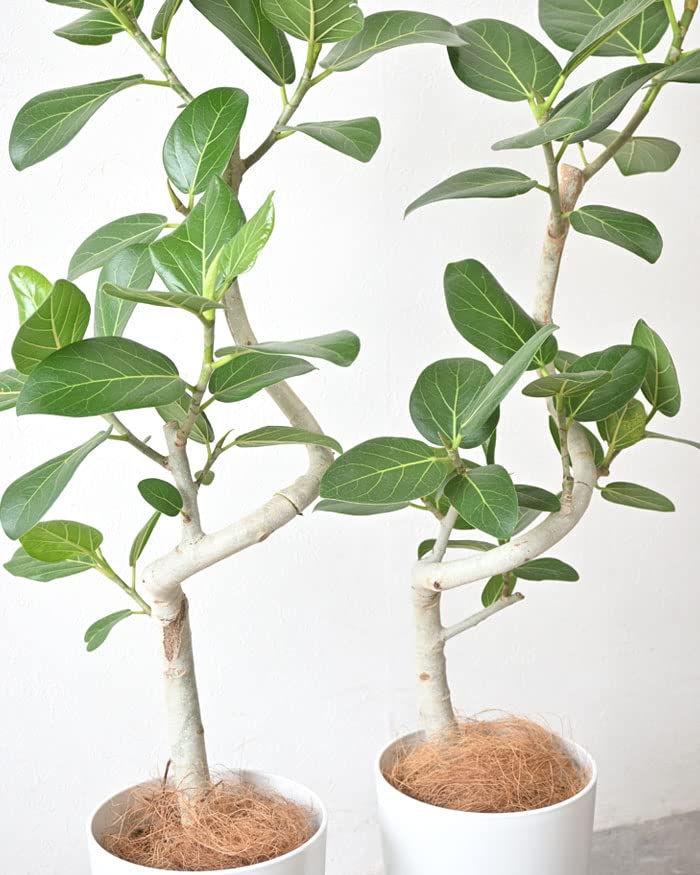 Amazon｜観葉植物 本物 ベンガルボダイジュ（フィカス・ベンガレンシス