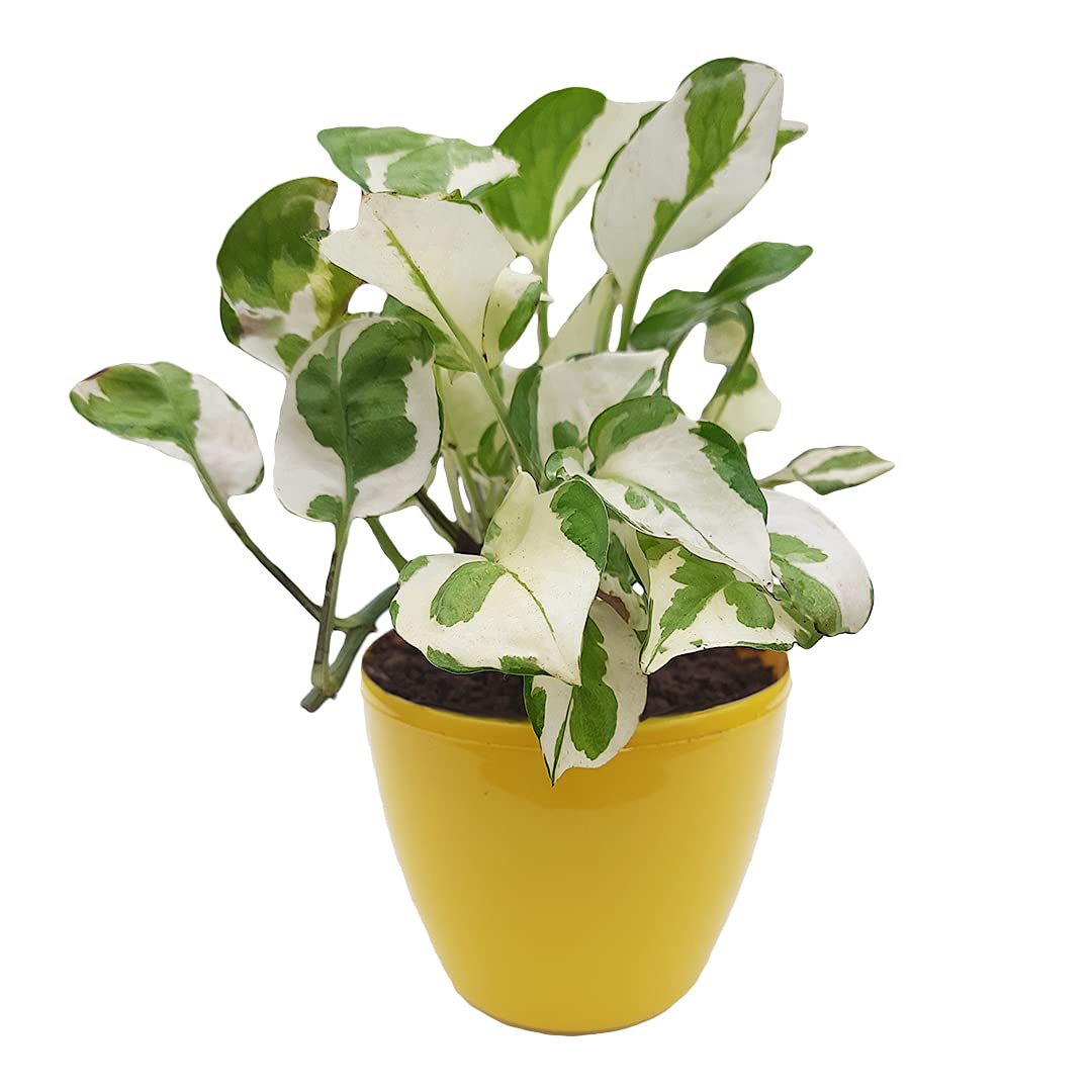 HN Organics Indoor Good Luck N Joy | Marble Prince Money Plant with Pot for Home Decor & Air purifying Living Room (Yellow Pot) (B08BX326FK) Amazon Price History, Amazon Price Tracker