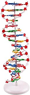 الألعاب والألعاب التعليمية - نموذج DNA، بلاستيك، متعدد الألوان