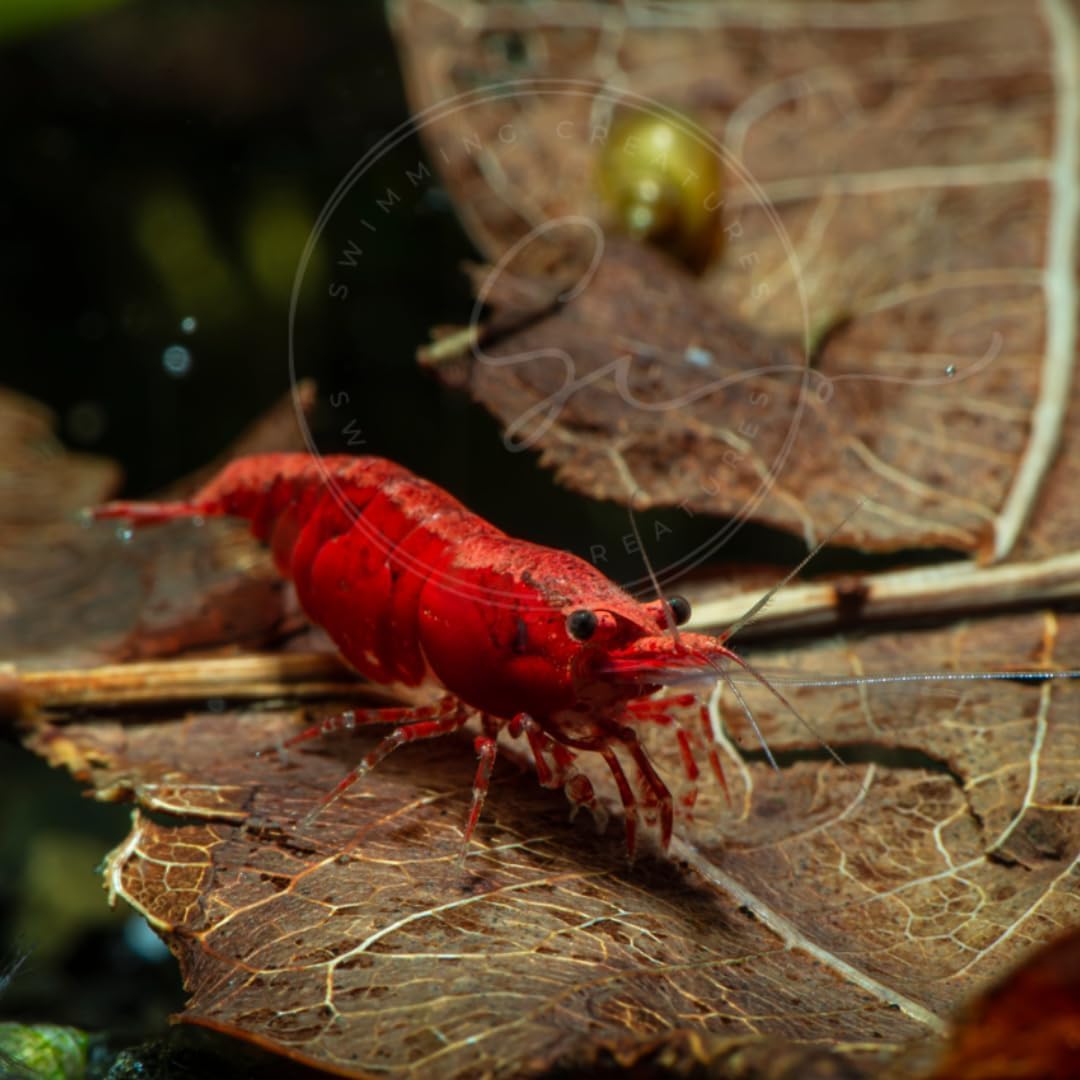 Swimming Creatures™ Freshwater Aquarium Shrimp - A Perfect Combo to Brighten Your Aquarium! (10, Painted RED (Exclusive))