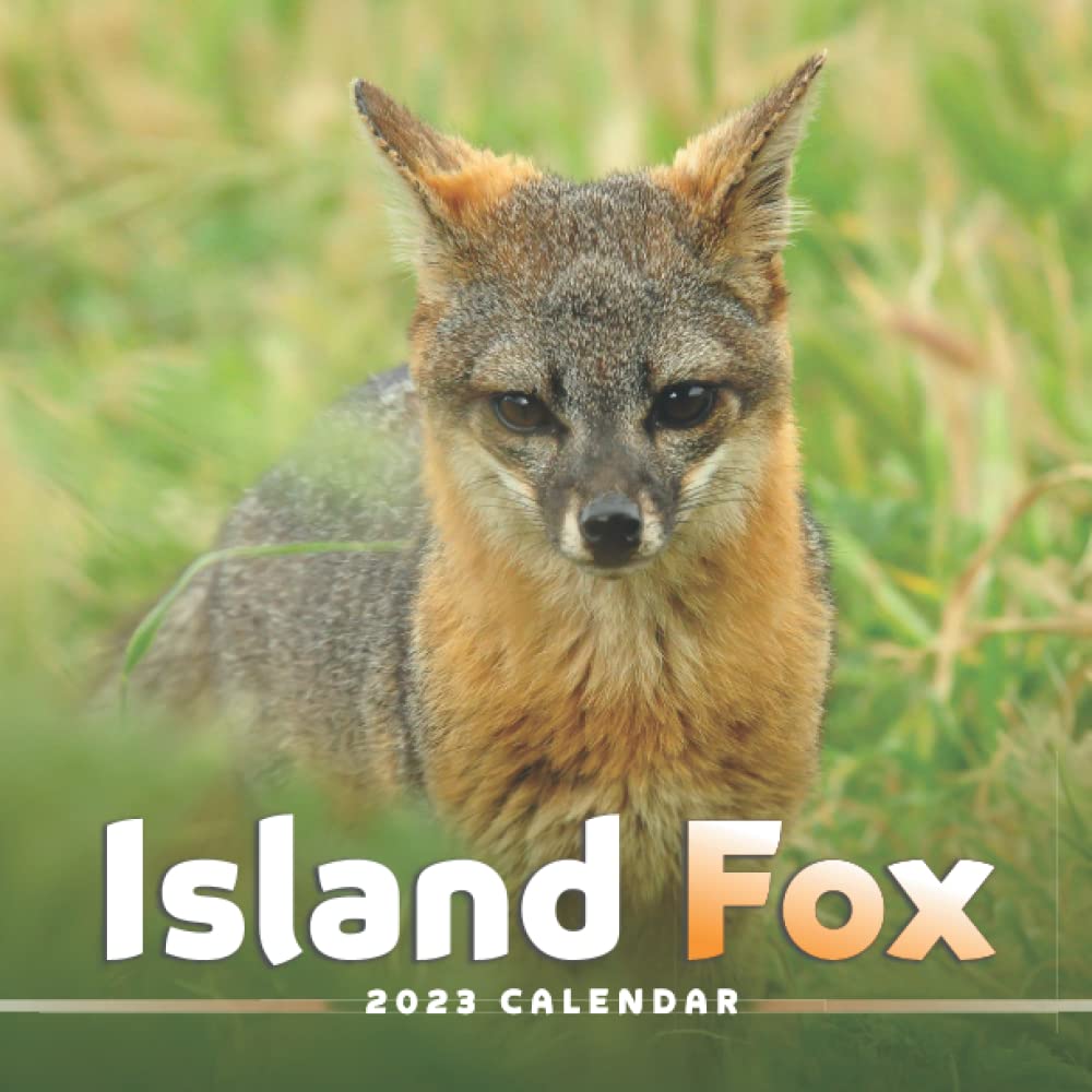 Amazon Island Fox Calendar Beautiful 18 Month 23 Calendar Gift For Family Friends And Yourself Thick Paper Home Office Organizer Large Monthly Grid For Note And Planning Summer Heaven Arts Photography Amazon Island Fox Calendar Beautiful 18 Month 23 Calendar Gift For Family Friends And Yourself Thick Paper Home Office Organizer Large Monthly Grid For Note And Planning Summer Heaven Arts Photography
