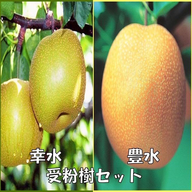 Amazon.co.jp: 梨苗木 幸水と豊水 受粉樹セット 接木1年生苗 : DIY