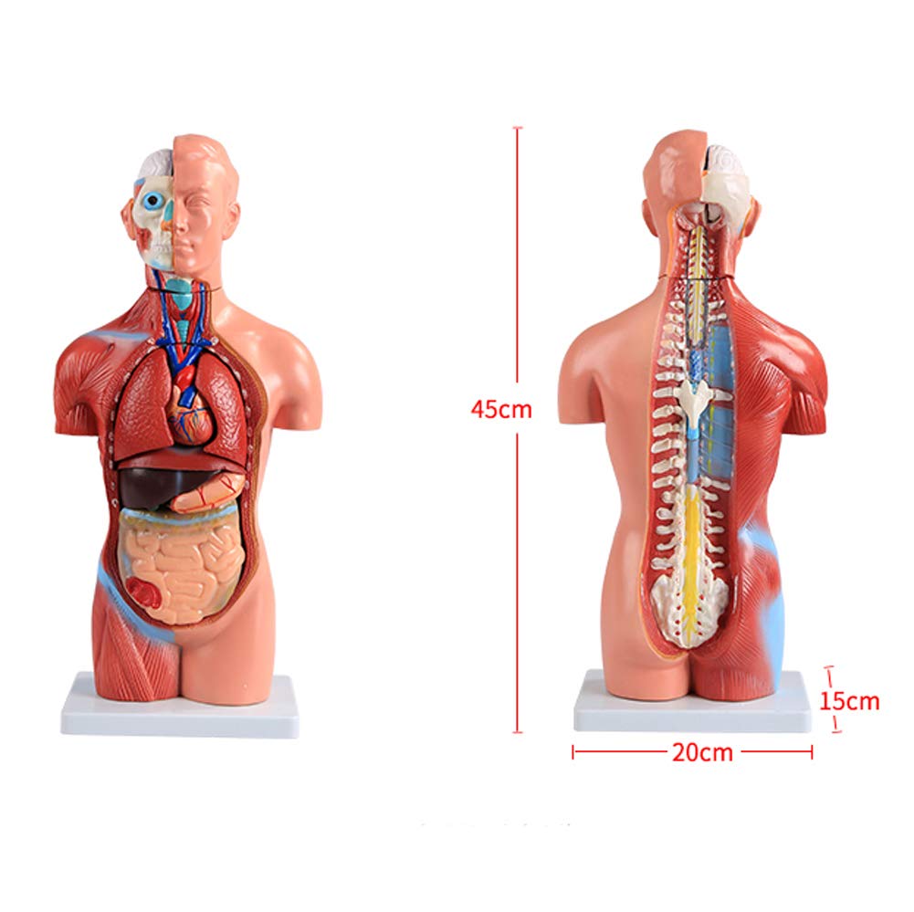 42 cm Mini Model tułowia anatomii człowieka, ciało narządów anatomicznych do nauczania zestaw narzędzi medycznych 18 sztuk bezpłciowy