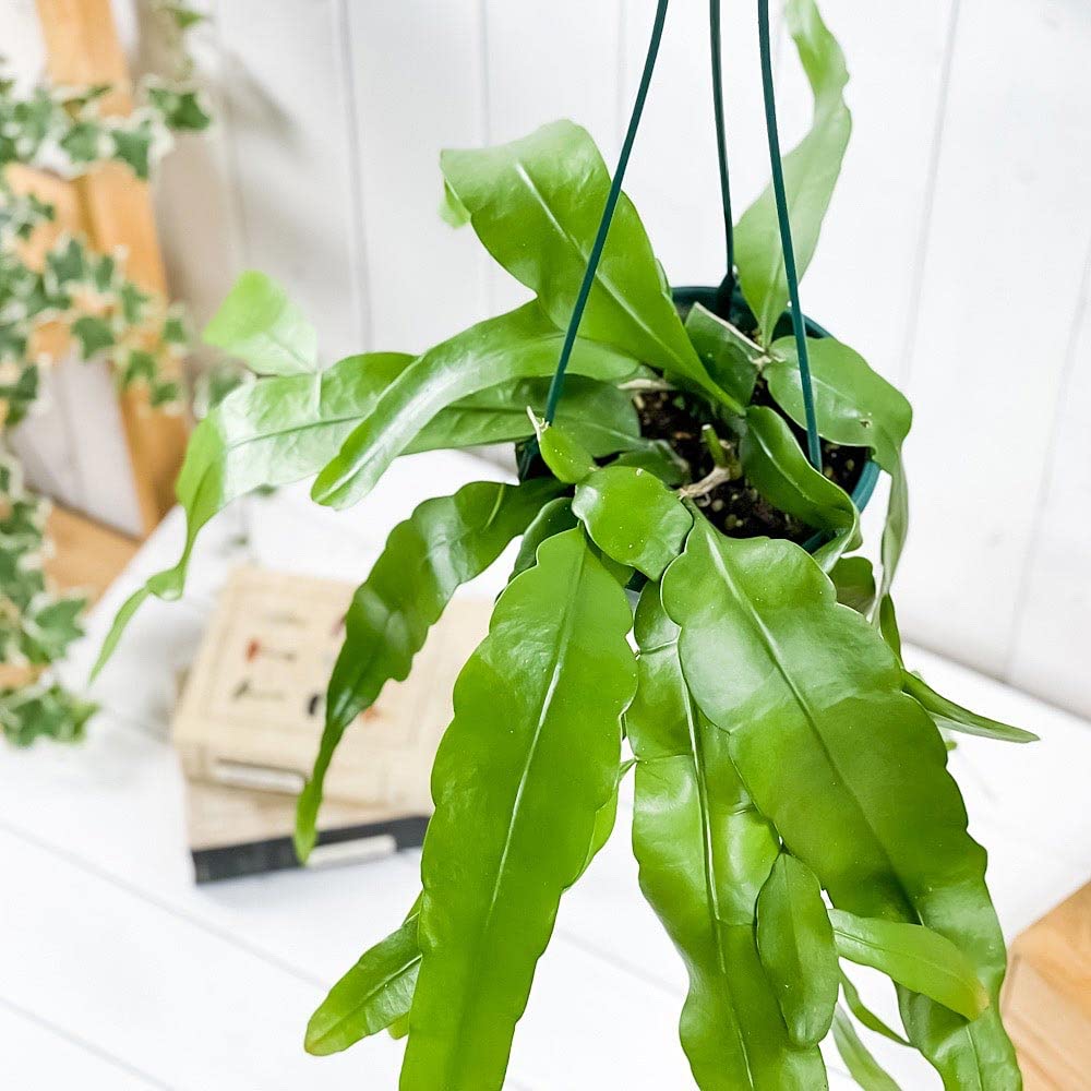 観葉植物 ハイドロカルチャー 月下美人 2株