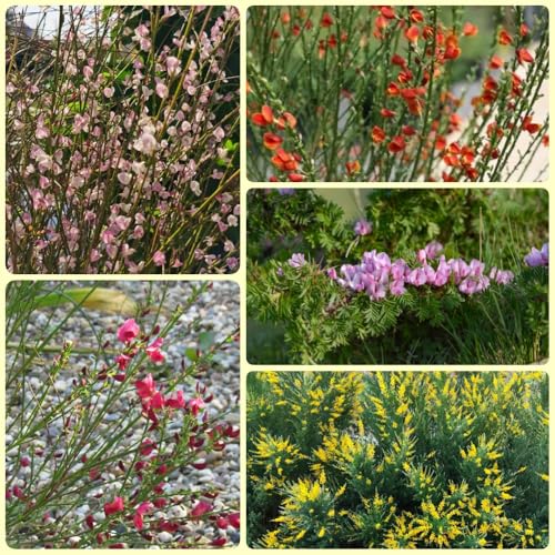 Semi di ginestra, semi biologici rare Cytisus Scoparius - arbusti resistente decorazione autunnale piccoli regali 200pcs