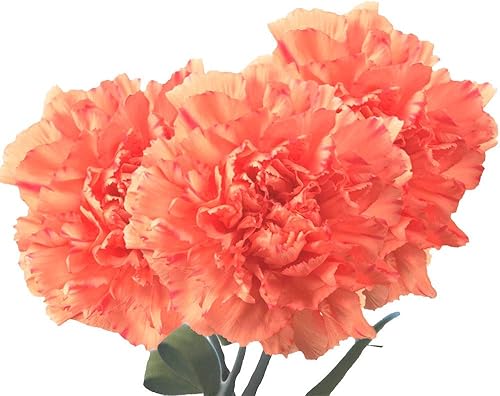 Vista 18 de GlobalRose 100 flores amarillas de clavel – Claveles de origen responsable – Ramo fresco seleccionado a mano para graduación, aniversario