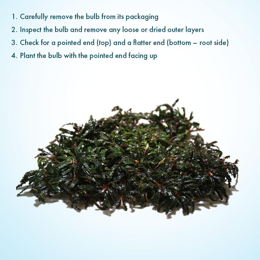 Amazon.com: SubstrateSource Live Plants – Bucephalandra Belindae