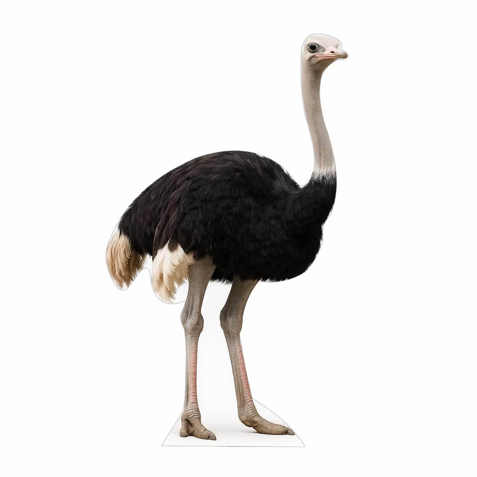 Ostrich 2FT Life Size Cardboard Cutout – A Fun Animal Standup for Photo Booths, Birthday Parties, and Events