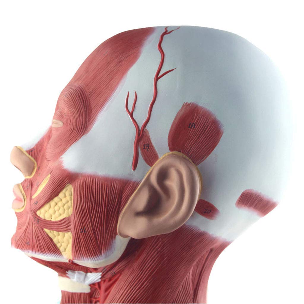 Modelo Anatómico Humano, Modelo De Anatomía Muscular Y Cervical, Identificación Digital, Modelos De Anatomía Humana.