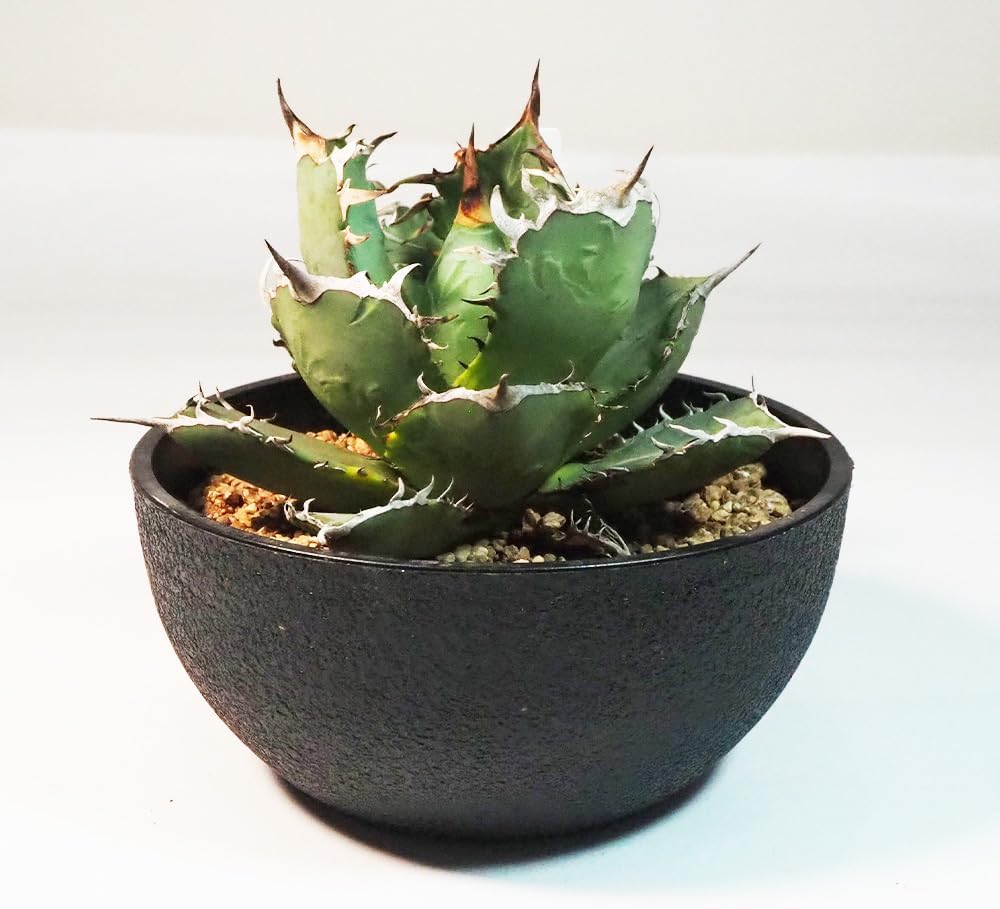 来年用に。。。支柱はずし□ボリューム満点 綺麗な クレマチスピクシー