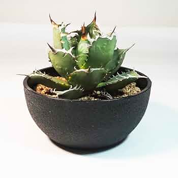 Amazon｜ITANSE アガベ 南覇王 7号 1個売り 多肉植物 学名