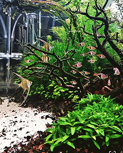 Substratesource Staurogyne Repens Tissue Culture Aquatic Live Aquarium Plant - 100% Snail Free In Vitro Cup (Staurogyne Repens) #TOP4